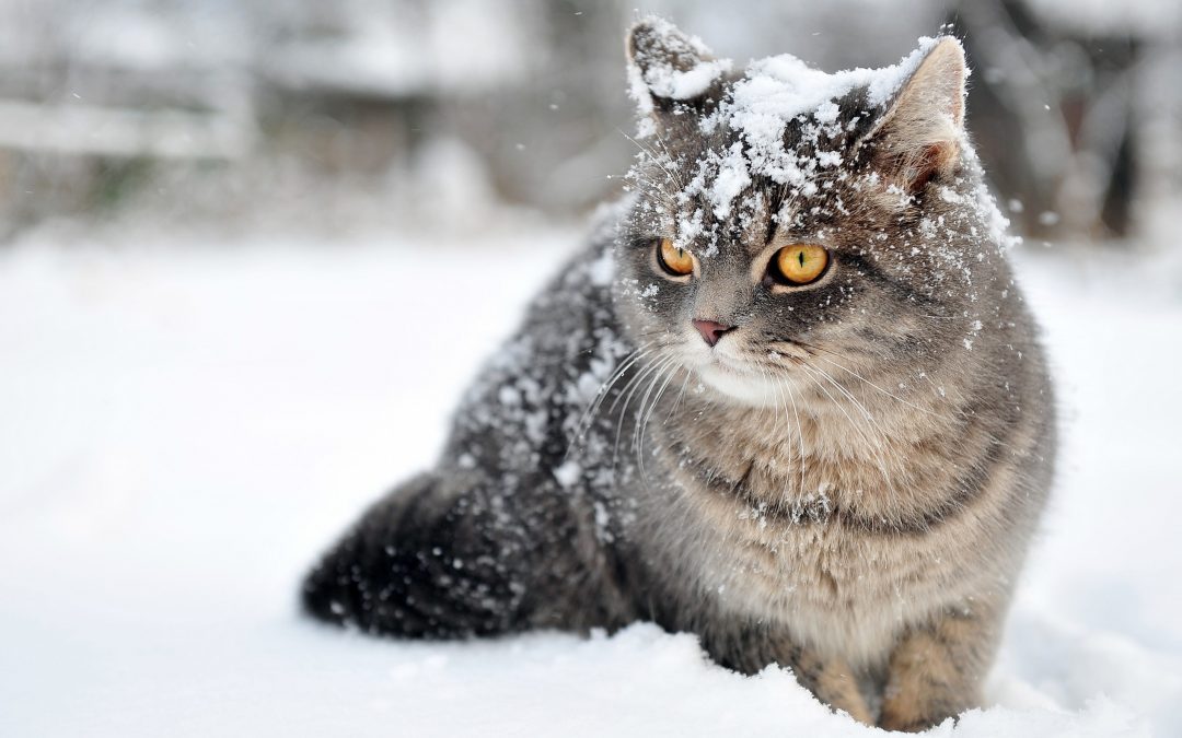 Scorci sotto la neve