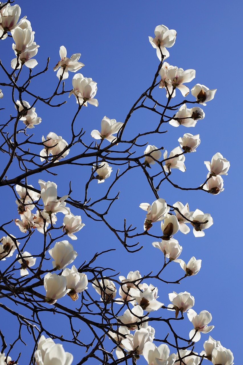magnolia